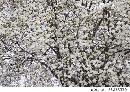 満開のハクモクレン 満開のハクモクレン 23838530