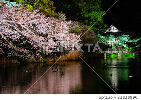 横浜市　三渓園　外苑・大池　夜桜　ライトアップ　神奈川県 23838990