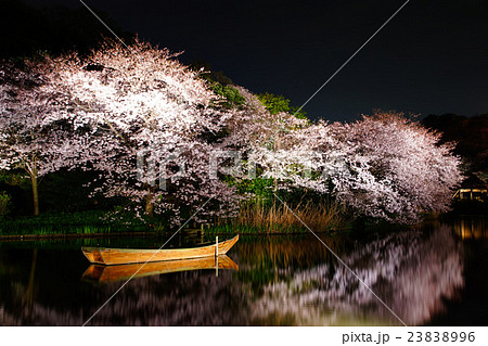 横浜市 三渓園 外苑・大池 夜桜 ライトアップ 神奈川県 横浜市 三渓園 外苑・大池 夜桜 ライトアップ 神奈川県 23838996