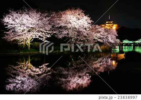 横浜市　三渓園　外苑・大池・旧燈明寺三重塔　（重要文化財）　夜桜　ライトアップ 23838997