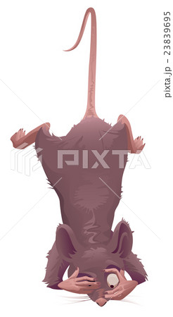 Mouse hangs on tail and looks down in horror Mouse hangs on tail and looks down in horror 23839695
