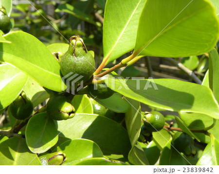 まだまだ未熟なトロピカルフルーツヒメグァバの若い実 まだまだ未熟なトロピカルフルーツヒメグァバの若い実 23839842