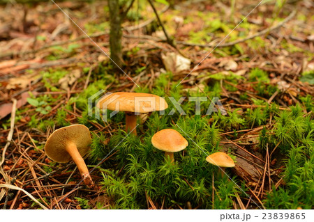 アミタケ_20160804 アミタケ_20160804 23839865