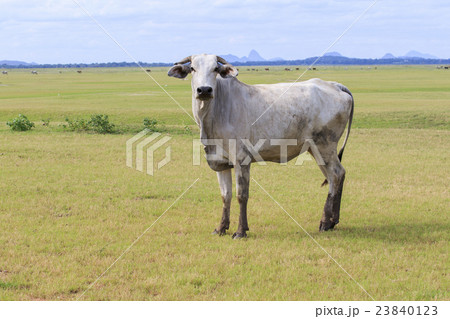 domestic cow in thailand rural farm land 23840123