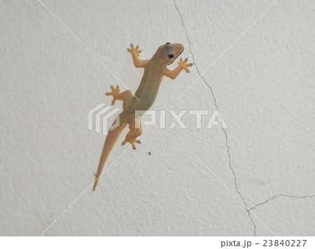 yellow brown smooth rough skin, house lizard gecko yellow brown smooth rough skin, house lizard gecko 23840227