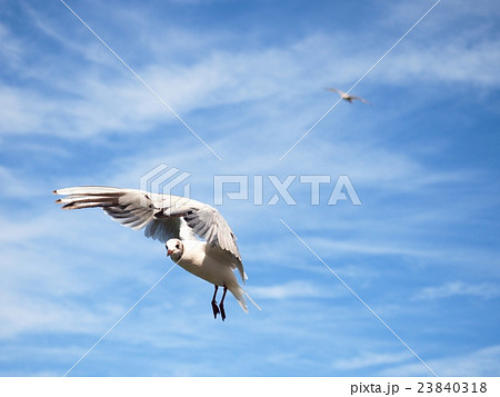 Sea gull fly in blue sky. Wild seagull bird flies Sea gull fly in blue sky. Wild seagull bird flies 23840318