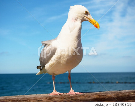 Close seagull stay on wooden handrail.Bird looking 23840319