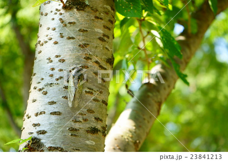 蝉・夏の風景 23841213