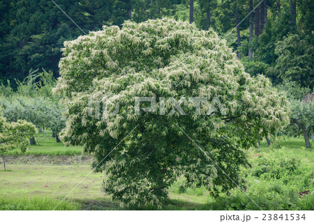 栗の木 花咲く栗の木 花咲くの写真素材