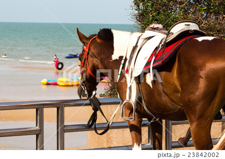 Horse for rent at the beach Horse for rent at the beach 23842002