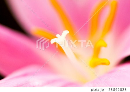 Closeup pink Rain Lily 23842023