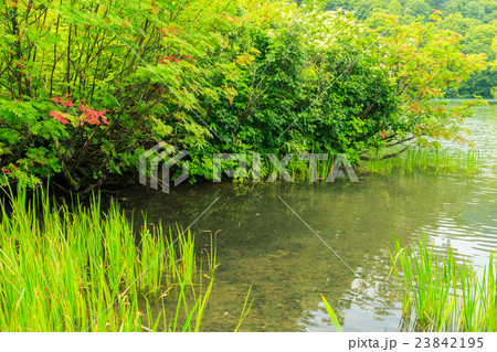 鎌池 鎌池 23842195