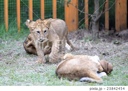 ライオンの赤ちゃん 23842454
