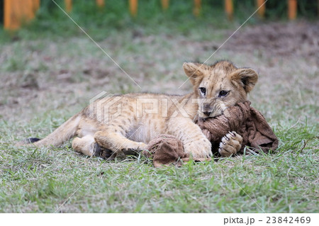 ライオンの赤ちゃん 23842469