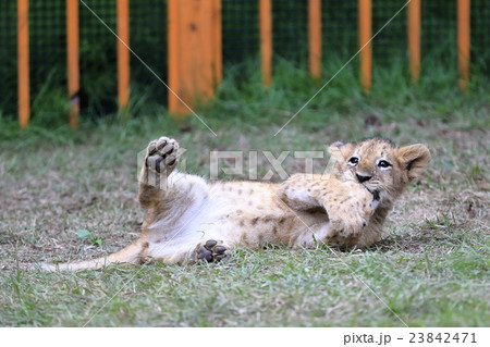 ライオンの赤ちゃん 23842471