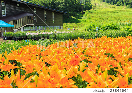 岩岳　ゆり園 23842644