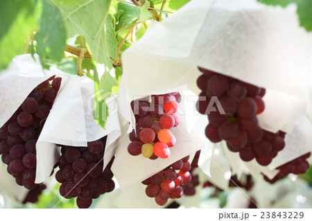 葡萄畑のデラウエア 23843229