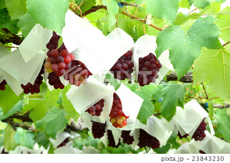 葡萄畑のかわいいデラウエア 23843230