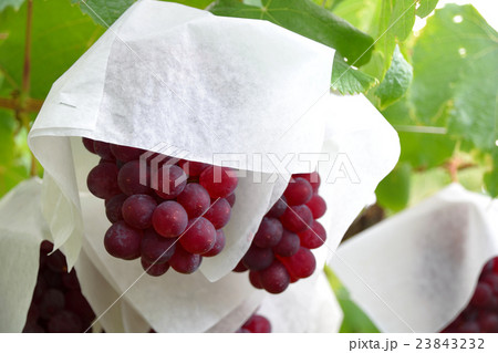 ぶどう園のデラウエア 23843232