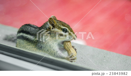 chipmunk eats peanuts while peering through window chipmunk eats peanuts while peering through window 23843982