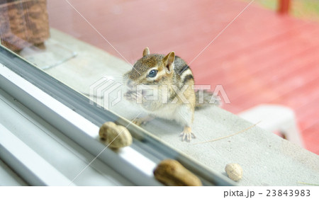 chipmunk eats peanuts while peering through window chipmunk eats peanuts while peering through window 23843983