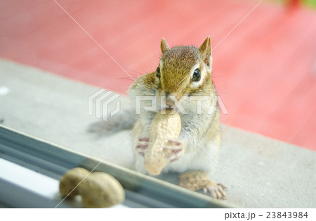chipmunk eats peanuts while peering through window 23843984