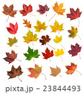 Autumn leaves 23844493