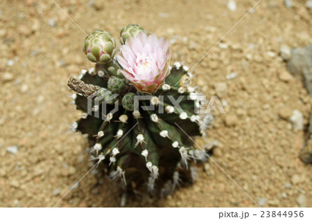 さぼてん・ヒボタンニシキ さぼてん・ヒボタンニシキ 23844956