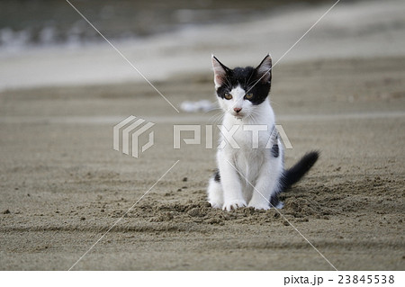 砂だらけの顔をして遠くを眺めている仔猫 23845538