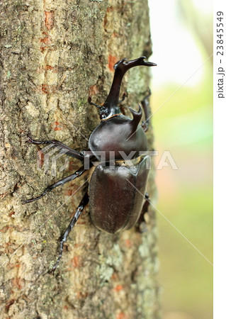 木に登るカブトムシの写真素材