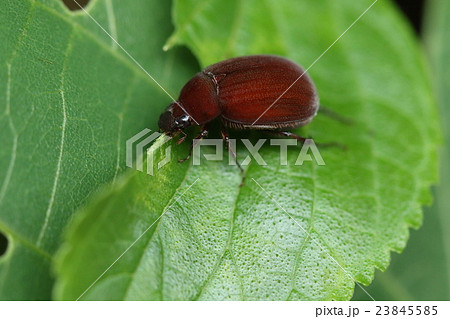 生き物 昆虫 アカビロウドコガネ、マットな赤茶色が美しい。多くの仲間同様、害虫扱いされています 生き物 昆虫 アカビロウドコガネ、マットな赤茶色が美しい。多くの仲間同様、害虫扱いされています 23845585