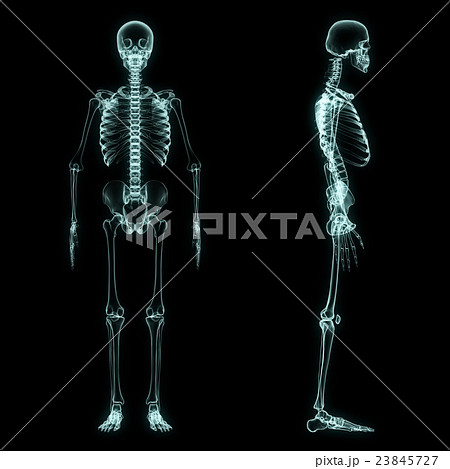 X-ray full body of skeleton 23845727