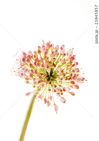 Allium flower isolated Allium flower isolated 23845857