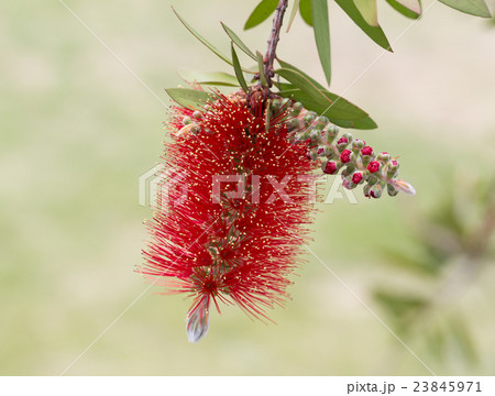 ブラシノキ 23845971