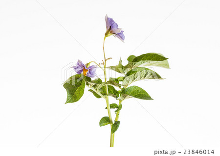 potato flower 23846014