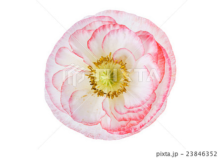 poppy flower isolated 23846352