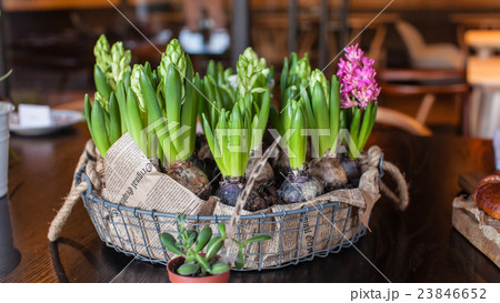 Easter composition 23846652