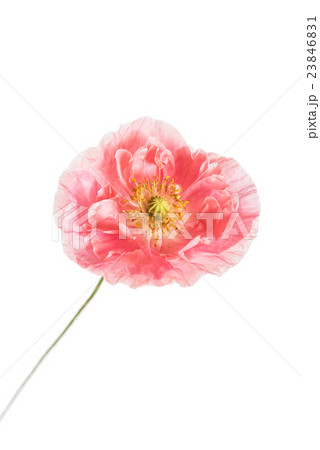 poppy flower 23846831