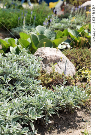 summer garden 23846867