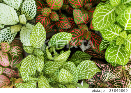 Mix of fittonia plants 23846869