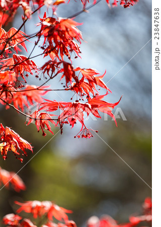 red maple leaves red maple leaves 23847638