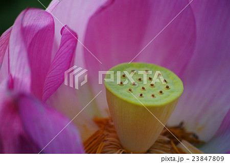 三渓園 蓮(ハス)の実 三渓園 蓮(ハス)の実 23847809