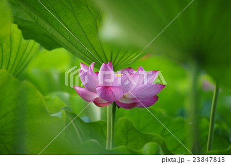 横浜 三渓園の蓮(ハス) 横浜 三渓園の蓮(ハス) 23847813