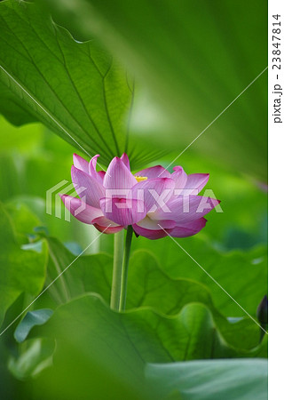 横浜　三渓園の蓮（ハス） 23847814