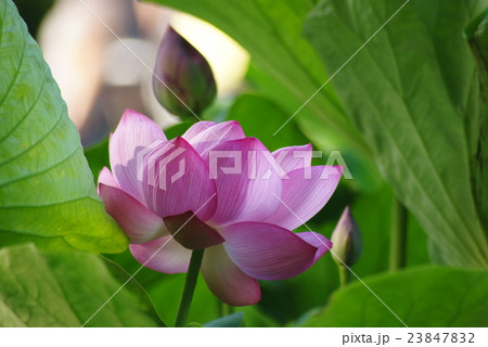 横浜 三渓園の蓮(ハス) 横浜 三渓園の蓮(ハス) 23847832