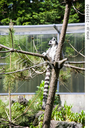 富士サファリパーク｜ワオキツネザル 23849340