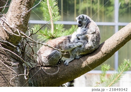 富士サファリパーク｜ワオキツネザル 23849342