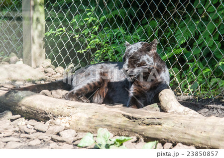 富士サファリパーク|クロヒョウ 富士サファリパーク|クロヒョウ 23850857