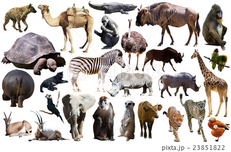 Birds, mammal and other animals of Africa isolated 23851822