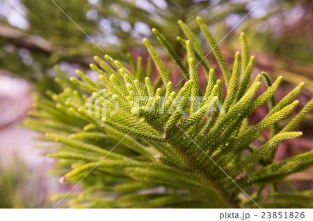 evergreen araucaria heterophylla evergreen araucaria heterophylla 23851826